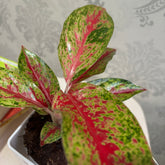 Aglaonema rotundum red, with 5.5 inches white decor pot